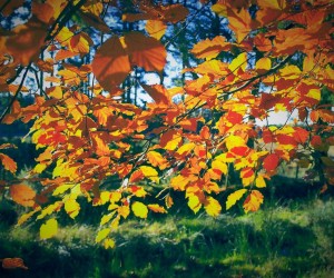 Autumnal colour taken near Thornton, by Alan Thomson.