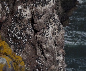 Razorbills and Guillemots at Fowlesheugh near Crawton, by Alan Thomson