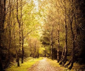 Denlethen Wood, Laurencekirk Denlethen Wood