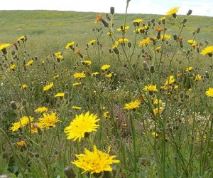 Meadow Dandelions
