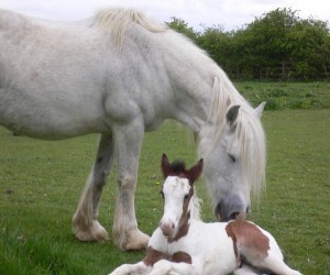 mum-and-foal