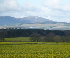 Field of oil-seed rape