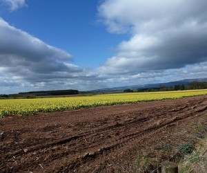 Field of daffodils Field of daffodils