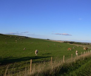 plenty-of-grass