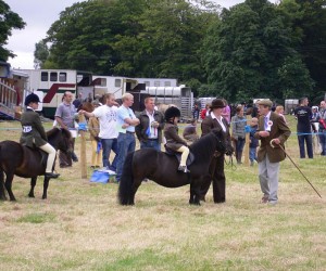 Pony judging