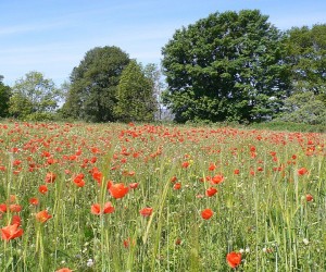 Denstrath Farm Poppies