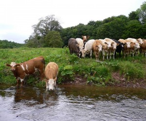 river-cows