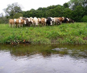 riverbank-cows-3
