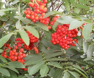 rowan-berries