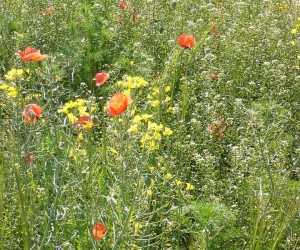 Wildflowers Clachna Ben Wildflowers Clachna Ben
